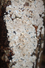 Cylindrobasidium laeve