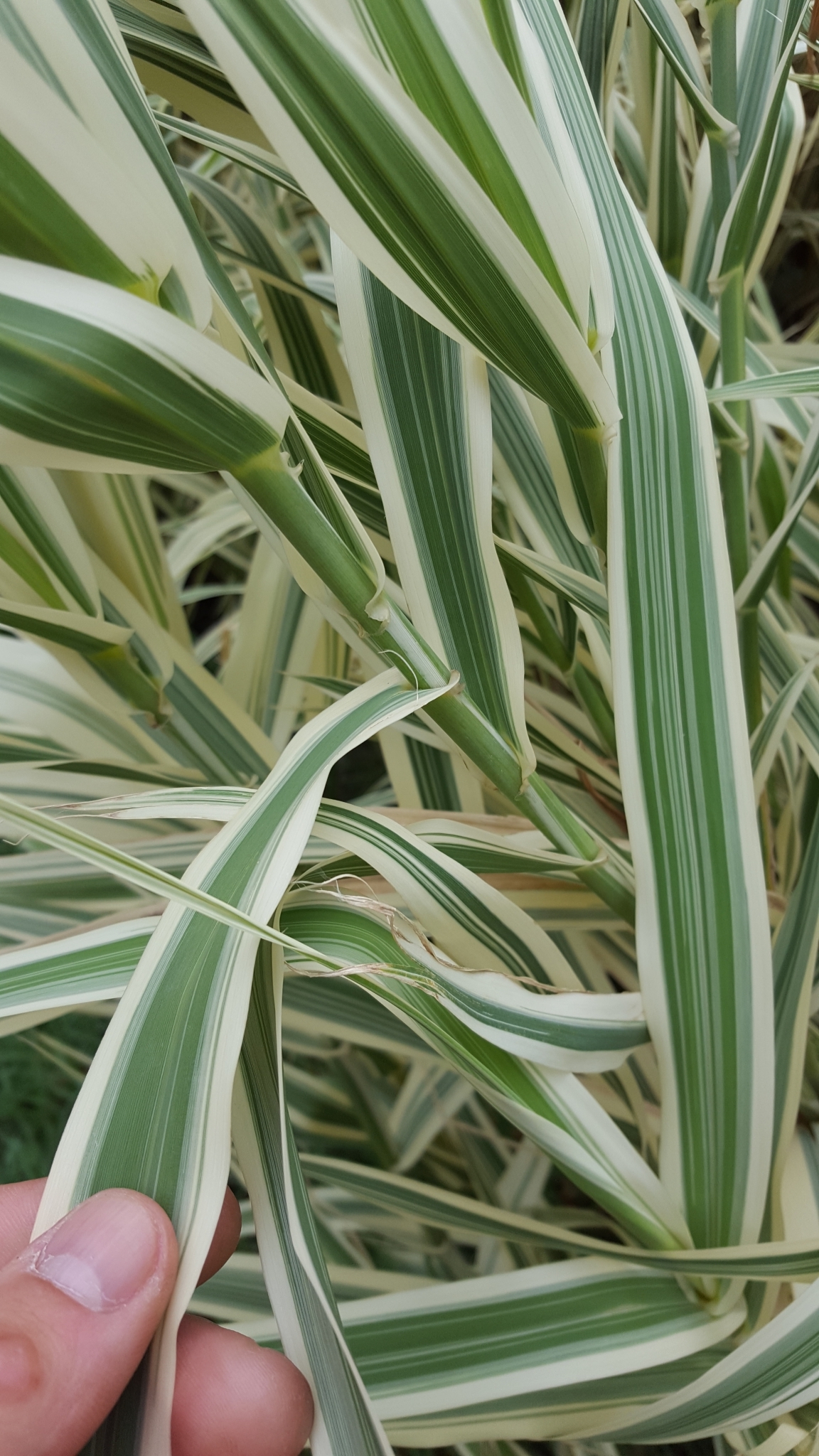 (c) François Rousseu, certains droits réservés (CC BY-NC) https://www.inaturalist.org/observations/107116278