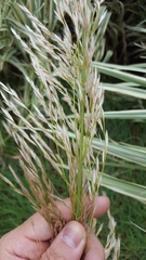 Arundo donax