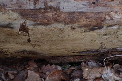 Botryohypochnus isabellinus