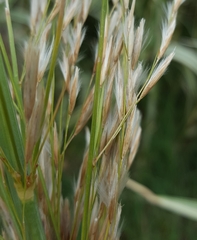 Arundo donax