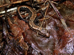 Desmognathus orestes