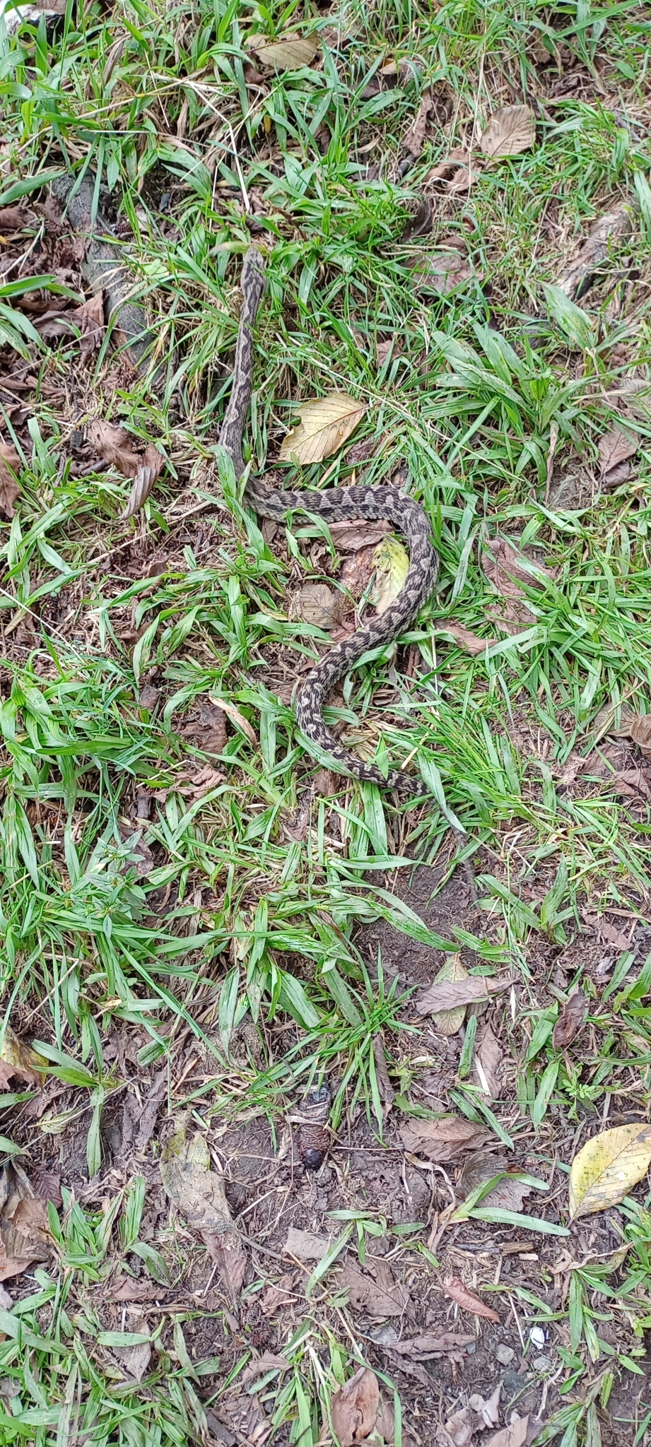Viperidae image