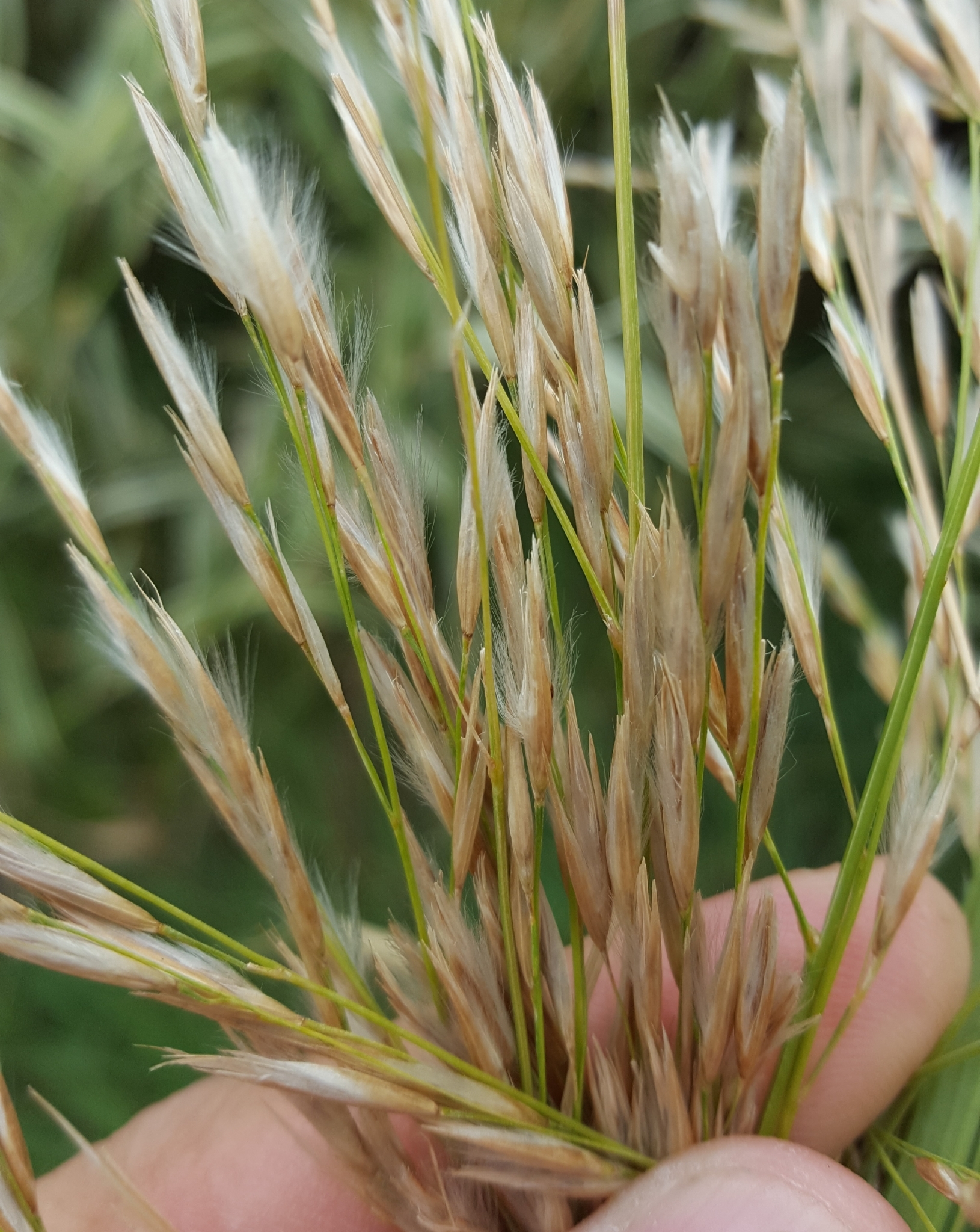 (c) François Rousseu, certains droits réservés (CC BY-NC) https://www.inaturalist.org/observations/107116278