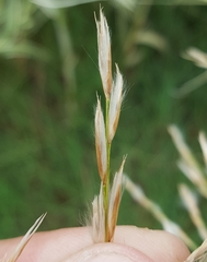 Arundo donax