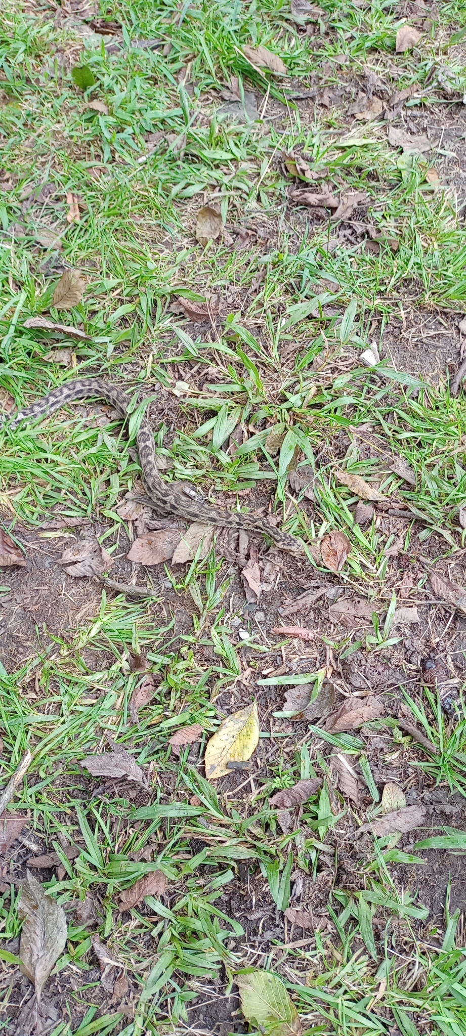 Bothrocophias image