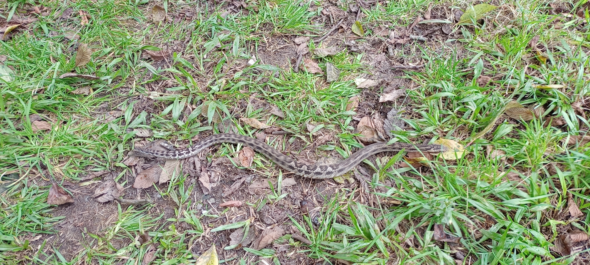 Bothrocophias image