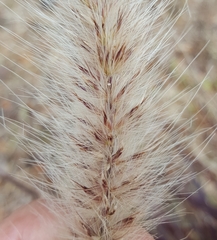 Cenchrus