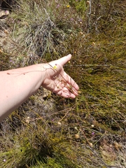 Ursinia punctata