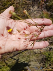 Ursinia punctata
