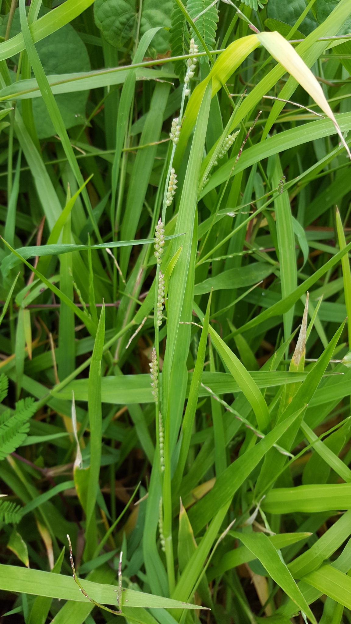 (c) François Rousseu, certains droits réservés (CC BY-NC) https://www.inaturalist.org/observations/107116577