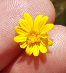 Ursinia punctata