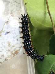 Doleschallia bisaltide pratipa