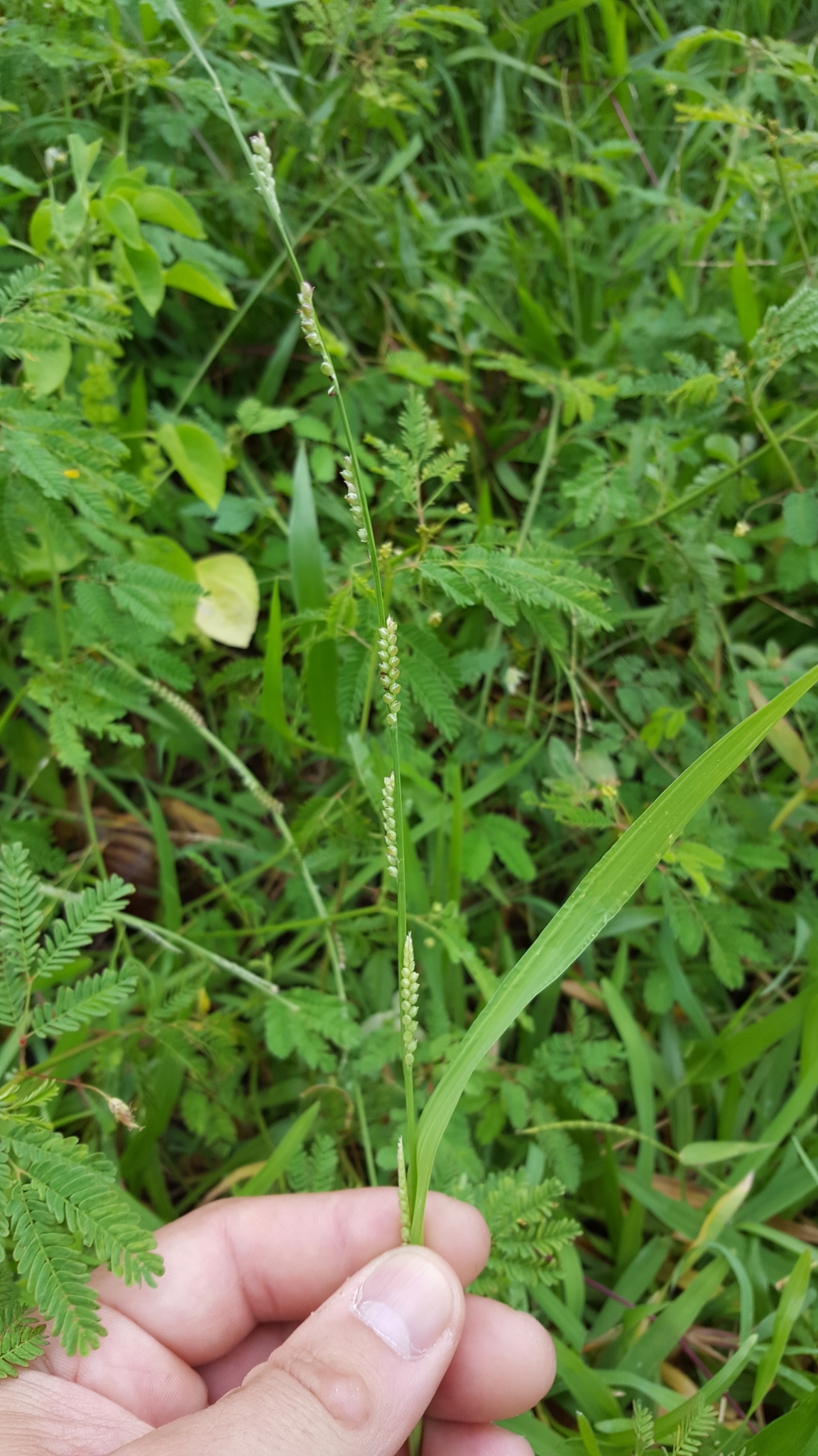 (c) François Rousseu, certains droits réservés (CC BY-NC) https://www.inaturalist.org/observations/107116577