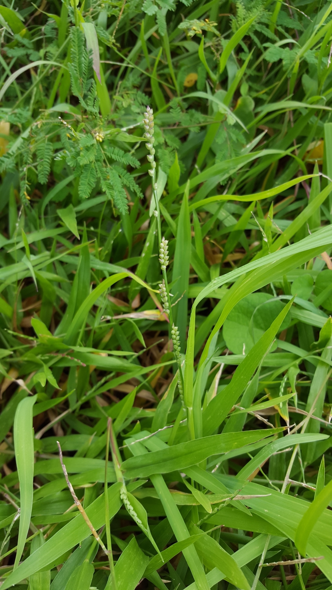 (c) François Rousseu, certains droits réservés (CC BY-NC) https://www.inaturalist.org/observations/107116577