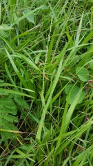 Setaria flavida