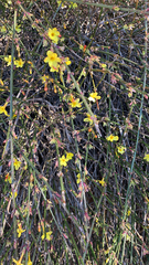 Jasminum nudiflorum