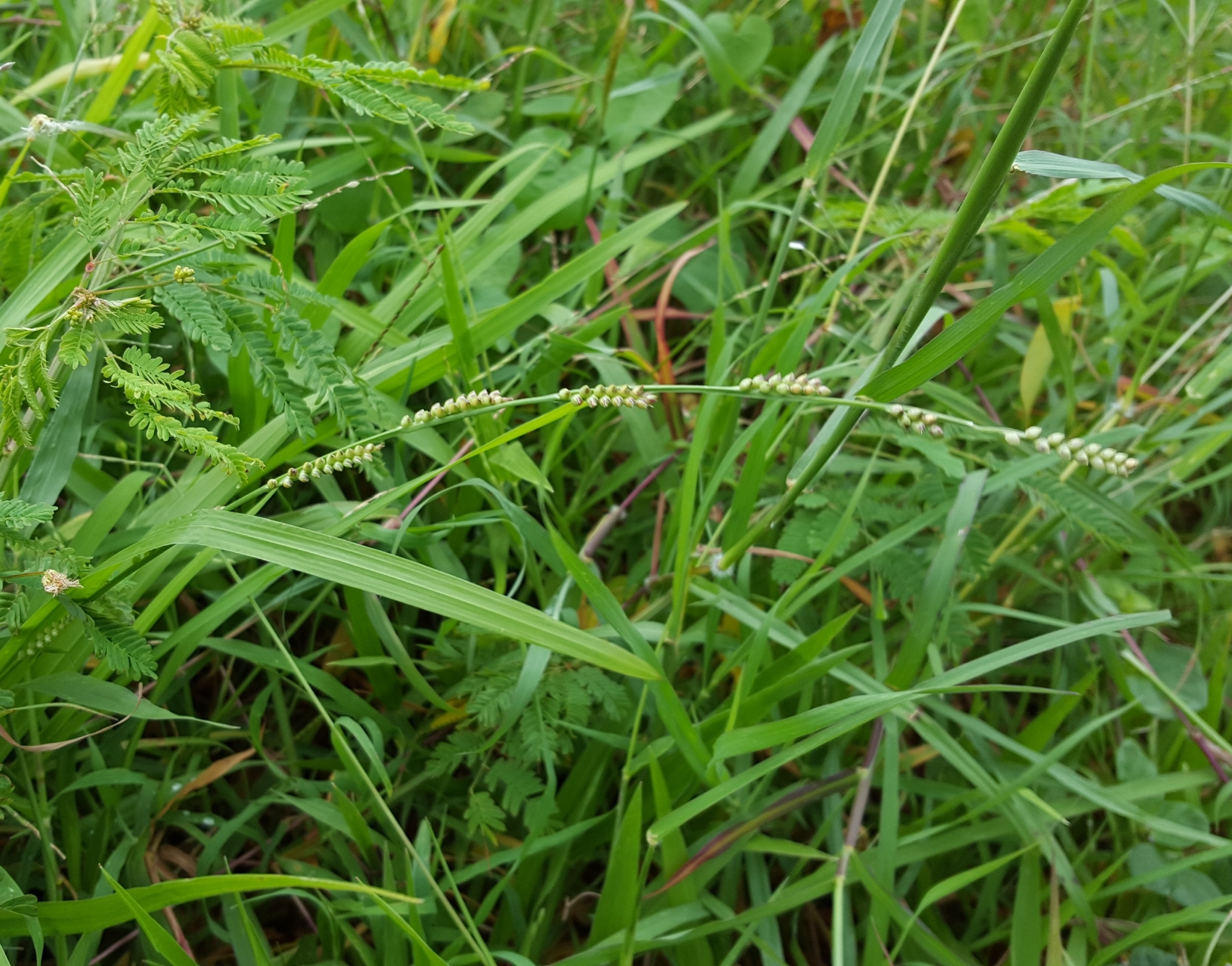 (c) François Rousseu, certains droits réservés (CC BY-NC) https://www.inaturalist.org/observations/107116577