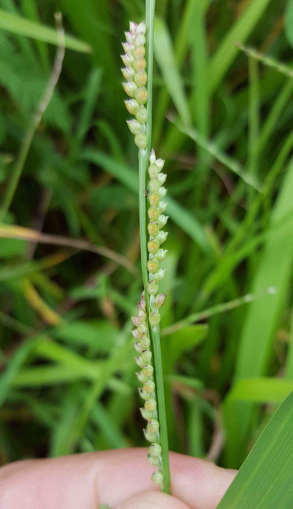 (c) François Rousseu, certains droits réservés (CC BY-NC) https://www.inaturalist.org/observations/107116577