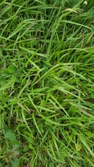Setaria flavida