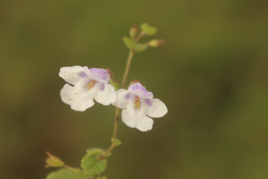 White bergmint