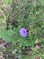 Ipomoea splendor-sylvae
