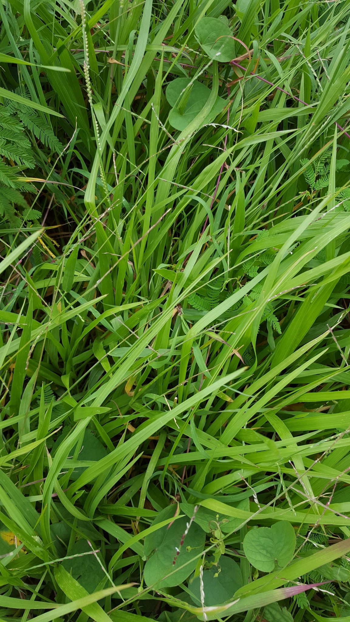 NA https://www.inaturalist.org/observations/84676390