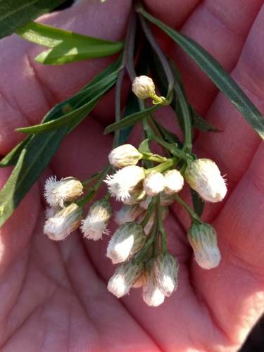 iNaturalist observation photo of mule fat