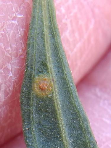 iNaturalist observation photo of rust fungi