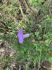 Ipomoea splendor-sylvae