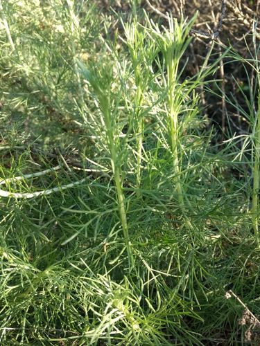 iNaturalist observation photo of California sagebrush