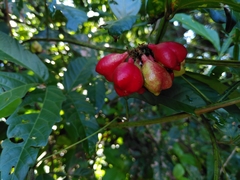 Paullinia pinnata