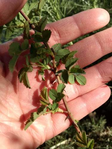 iNaturalist observation photo of California Wild Rose