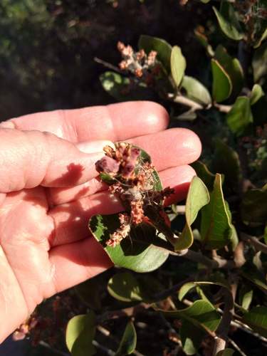 iNaturalist observation photo of lemonade berry