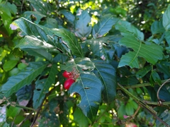 Paullinia pinnata