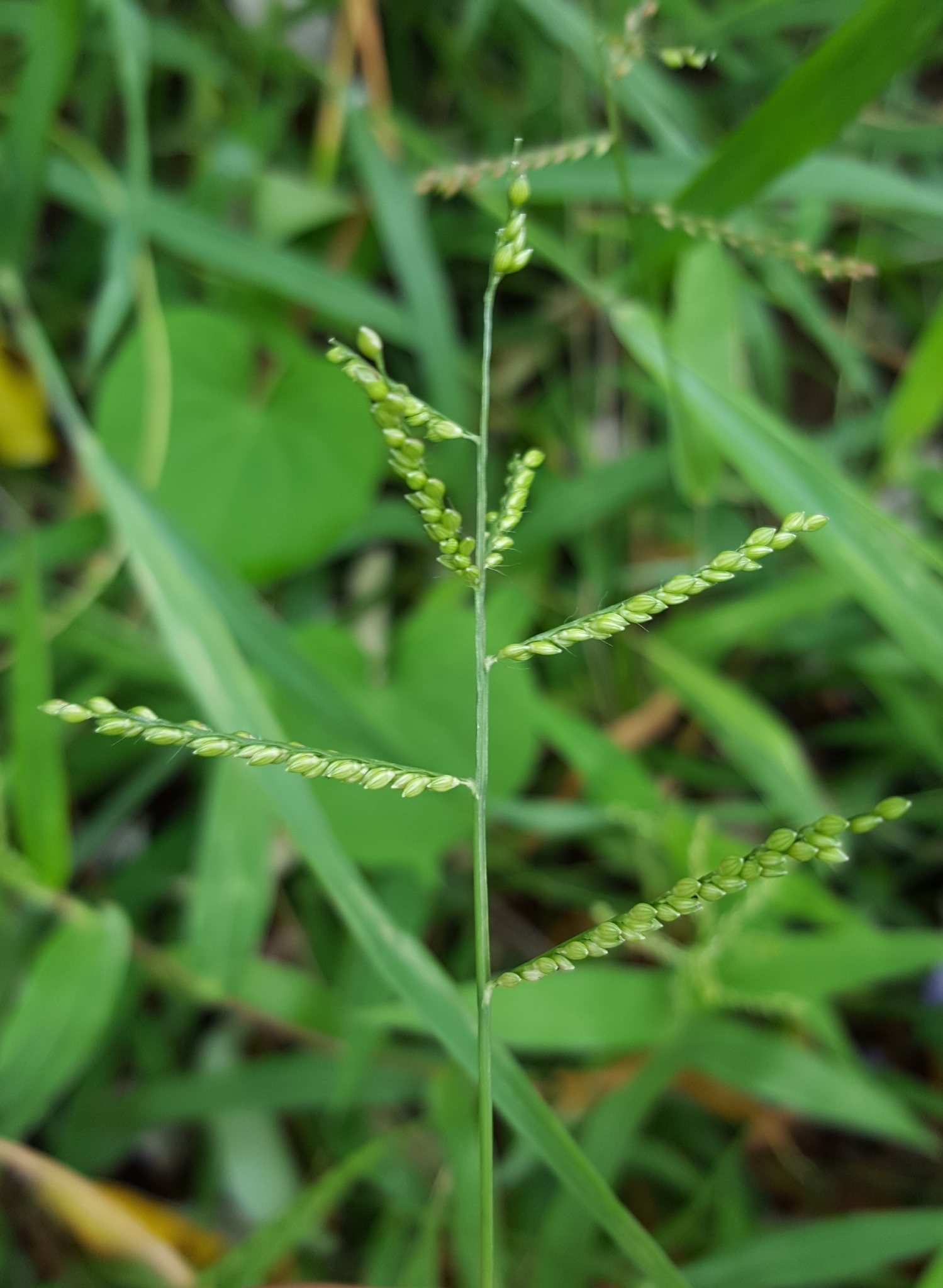 (c) François Rousseu, certains droits réservés (CC BY-NC) https://www.inaturalist.org/observations/107116761