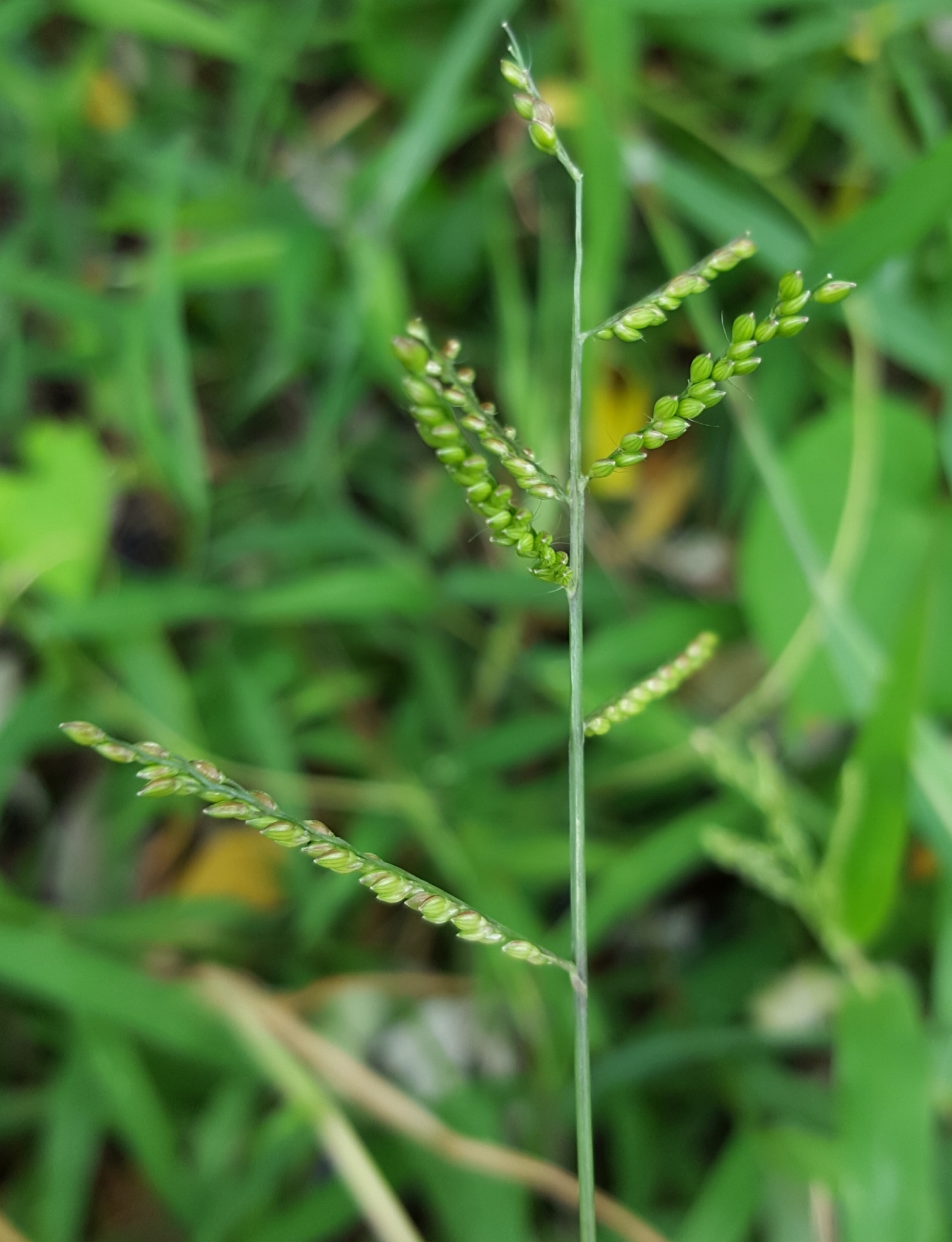 (c) François Rousseu, certains droits réservés (CC BY-NC) https://www.inaturalist.org/observations/107116761