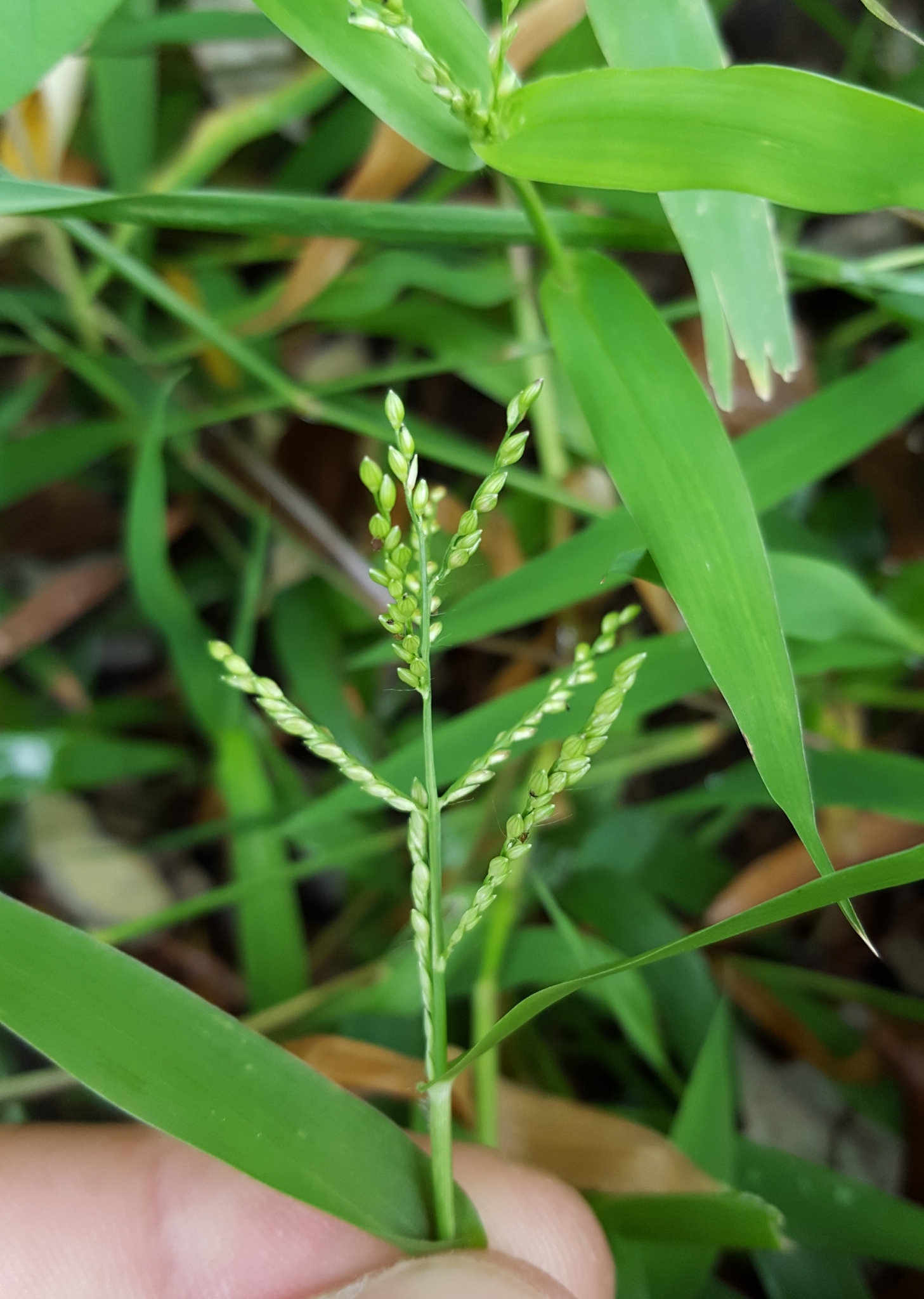 (c) François Rousseu, certains droits réservés (CC BY-NC) https://www.inaturalist.org/observations/107116761