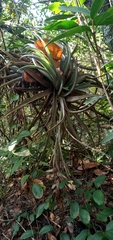 Tillandsia pohliana