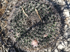 Mammillaria