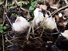 Peltigera neckeri