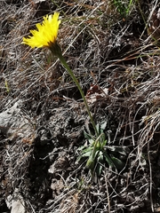 Leontodon tenuiflorus