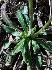 Leontodon tenuiflorus