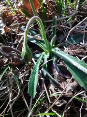 Leontodon tenuiflorus