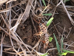 Probergrothius