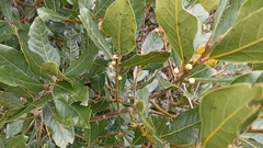 Laurus azorica