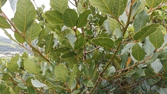 Laurus azorica