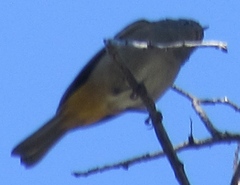 Leiothlypis crissalis