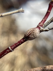 Neolasioptera cornicola