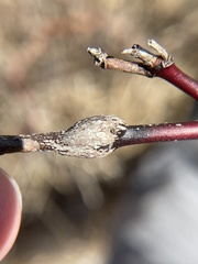 Neolasioptera cornicola